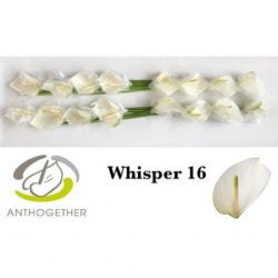  İthal Anthurium A Whisper (16 Dal)