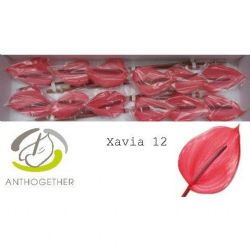  İthal Anthurium A Xavıa (12 Dal)