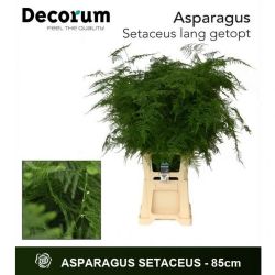  İthal Asparagus Setaceus 85cm (1 Bağ-50dal)