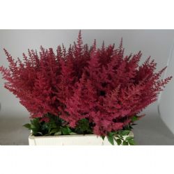  İthal Astilbe Ar Paul Gaarder (10 Dal-50 cm)