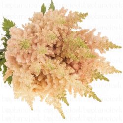  İthal Astilbe CH VI Inferno (10dal-50cm)