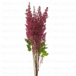  İthal Astilbe Fanal (10dal-60cm)