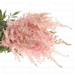  İthal Astilbe Ja Europa (10dal-60cm)
