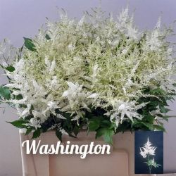  İthal Astilbe Washington (10dal-50 cm)