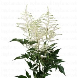  İthal Astilbe Whasingthon (10dal-60 cm)