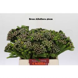  İthal Brunia Albiflora (10 dal-40 cm)