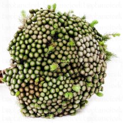  İthal Brunia Albiflora (10 dal-50cm)