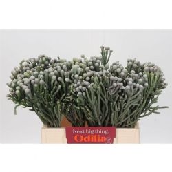  İthal Brunia Laevis (10 Dal-50 cm)