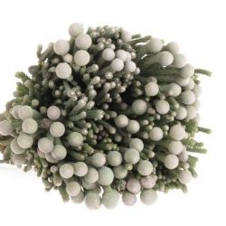  İthal Brunia Laevis (10dal-50cm)