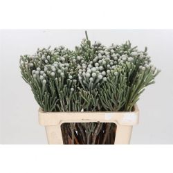  İthal Brunia Laevis (10dal-50cm)