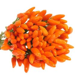  İthal Capsıcum Orange Fıre 40cm (10 dal)