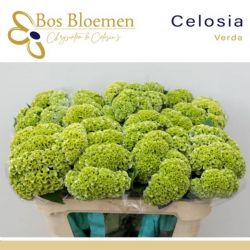 İthal Celosia C Act Verda (5 dal-75cm)
