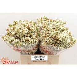  İthal Chamelaucium Dawn Pearl (Wax-25 Dal-50 cm)