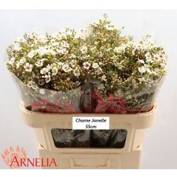  İthal Chamelaucium Janelle (Wax-25 Dal-55cm)