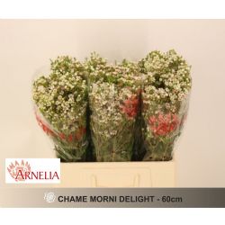  İthal Chamelaucium Morning Delight (Wax-60 cm-25dal)