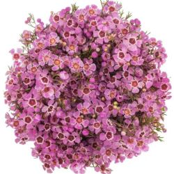  İthal Chamelaucium Nieks Pride (Wax-25 Dal-80cm