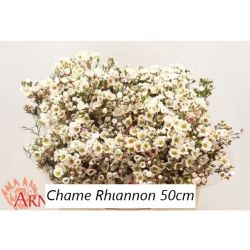  İthal Chamelaucium Rhiannon (Wax-50 cm-25 Dal)