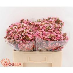  İthal Chamelaucium Sarahs Delight (Wax-50 cm-25dal)