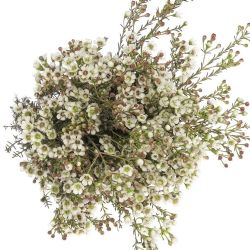  İthal Chamelaucium Tal (Wax-60 cm-25dal)