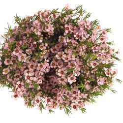  İthal Chamelaucium Un Early Nir (Wax-70cm-25dal)