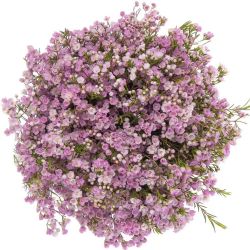  İthal Chamelaucium Un Pirouette (Wax-60cm-25dal)