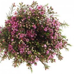  İthal Chamelaucium Un Purple Prid (Wax-25dal-70cm)