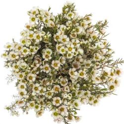  İthal Chamelaucium Uncinatum Zıv (Wax-60cm-25dal)