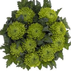  İthal Chrysanthemum G Alemani (10 dal-70cm)