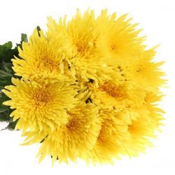  İthal Chrysanthemum G Anastasia Sunny (10 dal-70cm)