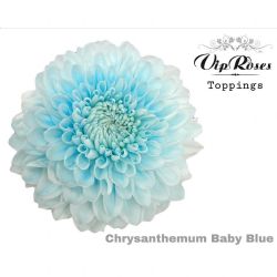  İthal Chrysanthemum G Baby Blue (10 dal-70cm)