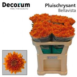  İthal Chrysanthemum G Bellavista (10 dal-70cm)