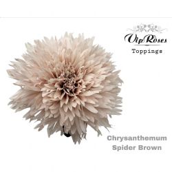  İthal Chrysanthemum G Brown (10 dal-70cm)