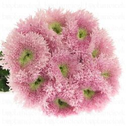  İthal Chrysanthemum G Etrusko (10 dal-70cm)