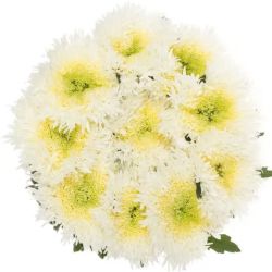  İthal Chrysanthemum G Etrusko White (10 dal-70cm)