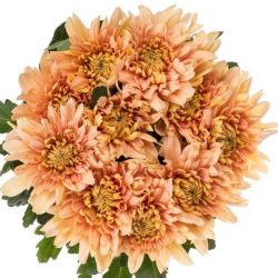  İthal Chrysanthemum G Kalımba Salmon (10 dal-70cm)