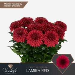  İthal Chrysanthemum G Lamira Red (10 dal-75cm)