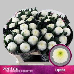  İthal Chrysanthemum G Laporta (10 dal-70cm)