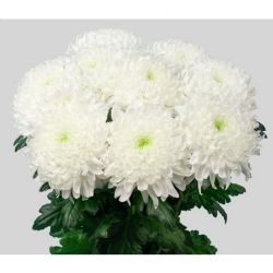  İthal Chrysanthemum G Magnum (10 dal-75cm)