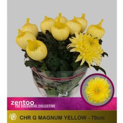  İthal Chrysanthemum G Magnum Yellow (10 dal-70cm)