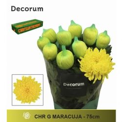  İthal Chrysanthemum G Maracuja (10 dal-70cm)