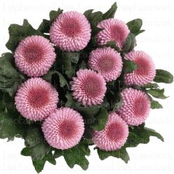  İthal Chrysanthemum G Momoko (10 dal-70cm)