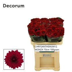  İthal Chrysanthemum G Monza (10 dal-70cm)