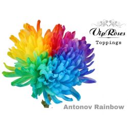  İthal Chrysanthemum G Paint Rainbow (10 dal-70cm)
