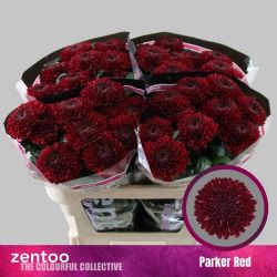  İthal Chrysanthemum G Parker Red (10 dal-75cm)