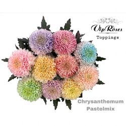  İthal Chrysanthemum G Pastel Mix (10 dal-70cm)