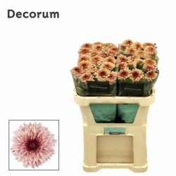  İthal Chrysanthemum G Pip Salmon (10 dal-70cm)
