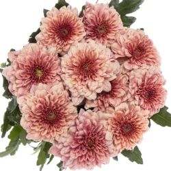  İthal Chrysanthemum G Pip Salmon (10 dal-70cm)