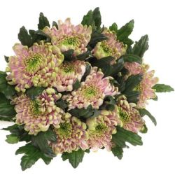  İthal Chrysanthemum G Ross Charlotte (10 dal-70cm)