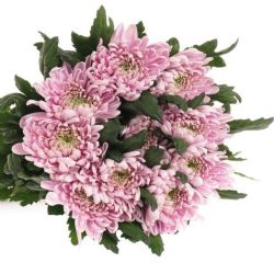  İthal Chrysanthemum G Rossano (10 dal-70cm)