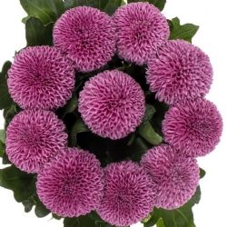 İthal Chrysanthemum G Roxo (10 dal-70cm)